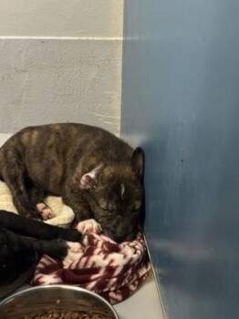 Gabriella 1040-26 -  Shar Pei and Mixed Breed Dog for Adoption in Cumming, Georgia - Gabriella 1040-26 | PetCurious