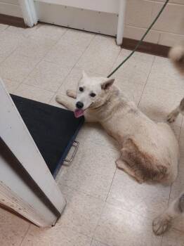 Nia -  Husky Dog for Adoption in Mocksville, North Carolina - Nia | PetCurious