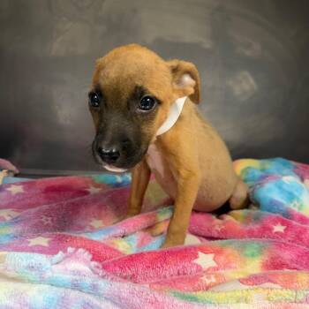 Kenzie -  Black Mouth Cur Dog for Adoption in Birmingham, Alabama - Kenzie | PetCurious
