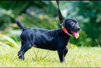Velvet -  Labrador Retriever Dog for Adoption in Deltona, Florida - Velvet | PetCurious