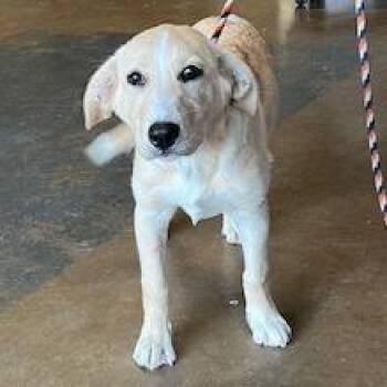 Yellow Labrador Retriever Dogs Available for Adoption in Denison, Texas - Peaches FKA Esmerelda | PetCurious