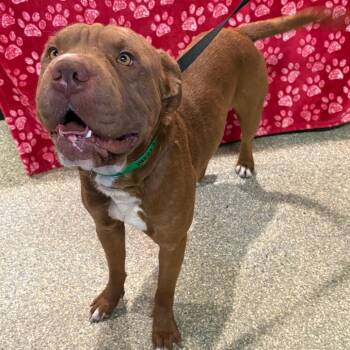 IVHS-Stray-142213 -  Pit Bull Terrier and Shar Pei Dog for Adoption in San Gabriel, California - IVHS-Stray-142213 | PetCurious