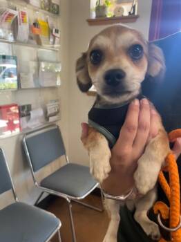 Taz -  Chihuahua and Terrier Dog for Adoption in Chico, California - Taz | PetCurious