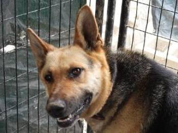 German Shepherd Dog Dogs Available for Adoption in Butte, Montana - Tin Tin | PetCurious