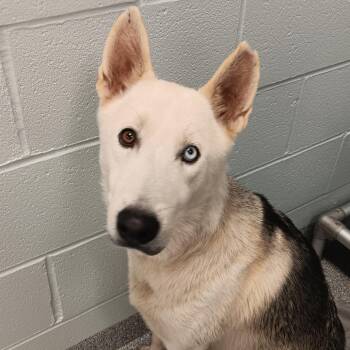 Hershel -  Husky and Mixed Breed Dog for Adoption in Mooresville, North Carolina - Hershel | PetCurious