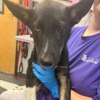 Heterochromia -  Mixed Breed Dog for Adoption in Columbiana, Alabama - Heterochromia | PetCurious