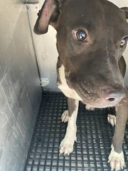 TONEY -  Mixed Breed Dog for Adoption in Dallas, Texas - TONEY | PetCurious