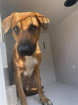 Rescue Black Mouth Cur and Mixed Breed Dogs for Adoption in Houston, Texas - A643505 | PetCurious