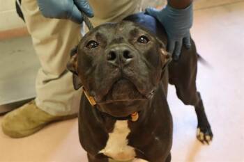 HUCK -  Mixed Breed Dog for Adoption in Columbia, South Carolina - HUCK | PetCurious