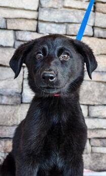 Obsidian -  Labrador Retriever and German Shepherd Dog Dog Available for Adoption in Yakima, Washington - Obsidian | PetCurious