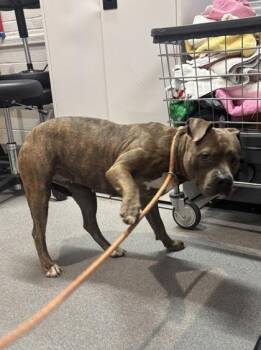 Princess Bubblegum -  Mixed Breed Dog for Adoption in West Chester, Pennsylvania - Princess Bubblegum | PetCurious