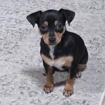 Duchess GC -  Chihuahua and Mixed Breed Dog for Adoption in Austin, Texas - Duchess GC | PetCurious