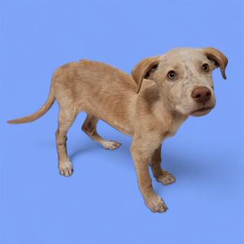 Rescue Shepherd Dogs for Adoption in Thousand Oaks, California - Jameson -- URGENT! | PetCurious