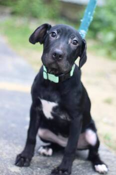 Latte in NH. Come Meet our Adoptable Dogs Wednesday-Saturday. Mo -  Shar Pei Dog for Adoption in Manchester, New Hampshire - Latte In NH. Come Meet Our Adoptable Dogs Wednesday-Saturday. Mo | PetCurious