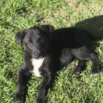 Labrador Retriever and Black Labrador Retriever Dogs Available for Adoption - Ditto | PetCurious