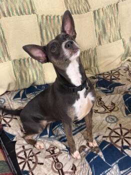 Sapphire -  Chihuahua Dog for Adoption in Groveland, Massachusetts - Sapphire | PetCurious