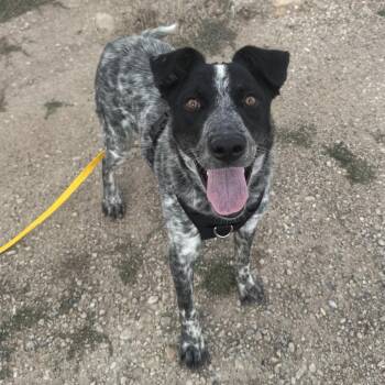 Rafael -  Cattle Dog Dog for Adoption in Park City, Utah - Rafael | PetCurious