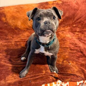 Marcy -  American Staffordshire Terrier and English Bulldog Dog for Adoption in La Grange, Kentucky - Marcy | PetCurious