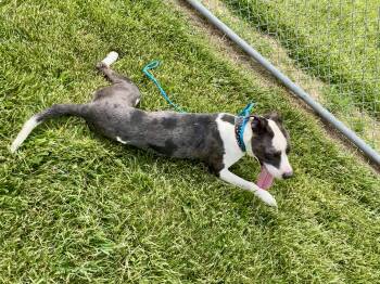 Ben -  Mixed Breed Dog for Adoption in Washington Court House, Ohio - Ben | PetCurious