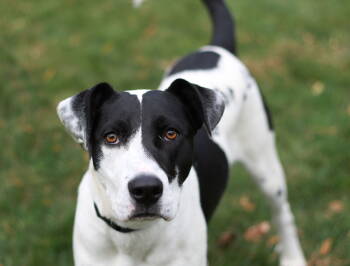 Rescue Border Collie and Terrier Dogs for Adoption in Skyline, Minnesota - Lickity Split | PetCurious
