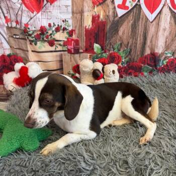 Beagle Dogs Available for Adoption - Sherlock Bones | PetCurious