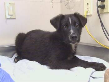 STU MACHER -  German Shepherd Dog and Mixed Breed Dog for Adoption in Sacramento, California - STU MACHER | PetCurious