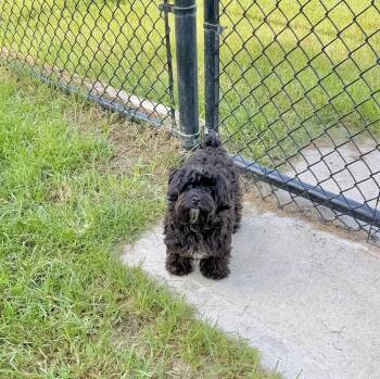 Zara -  Poodle and Yorkshire Terrier Dog for Adoption in Richmond, Texas - Zara | PetCurious