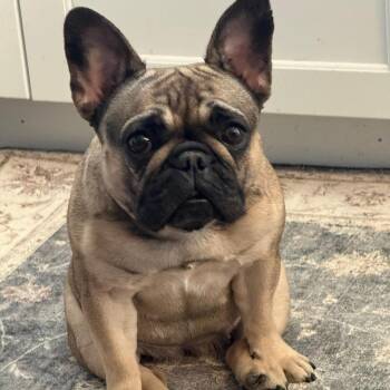 French Bulldog Dogs Available for Adoption in Huber Heights, Ohio - Tasha | PetCurious