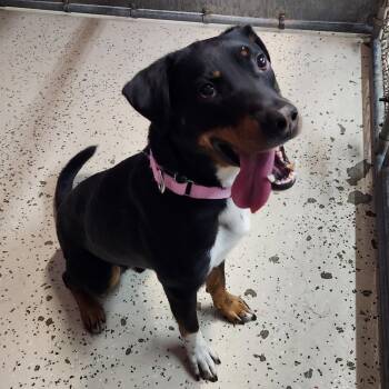 Chrundle -  Shepherd Dog for Adoption in Fargo, North Dakota - Chrundle | PetCurious