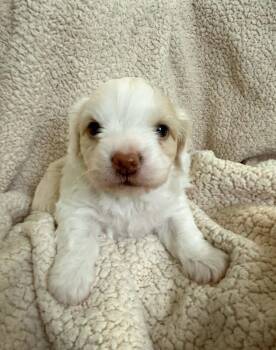 Chihuahua and Dachshund Dogs Available for Adoption in Los Angeles, California - Eloise | PetCurious