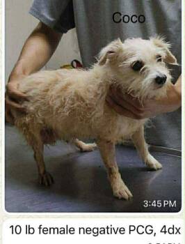 Terrier and Mixed Breed Dogs Available for Adoption - Coco | PetCurious