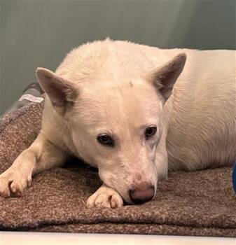 Australian Cattle Dog Blue Heeler and Mixed Breed Dogs Available for Adoption in Camarillo, California - DORA | PetCurious