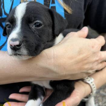 Pit Bull Terrier Dogs Available for Adoption - Ophelia | PetCurious