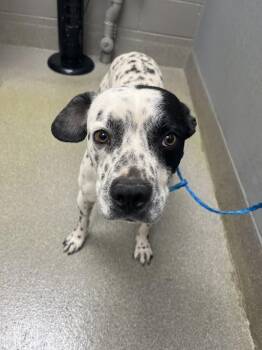 Pit Bull Terrier and Mixed Breed Dogs Available for Adoption in Las Vegas, Nevada - FORTUNE | PetCurious