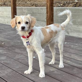 Acadia -  Cavalier King Charles Spaniel Dog for Adoption in Palo Alto, California - Acadia | PetCurious