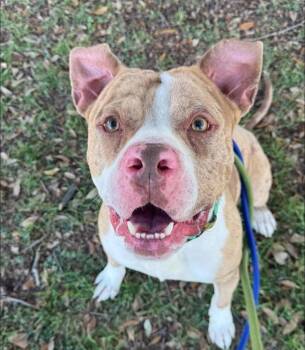 Pit Bull Terrier Dogs Available for Adoption - Dawg | PetCurious