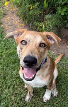 Rescue German Shepherd Dog Dogs for Adoption in Richmond, Texas - Tigger | PetCurious