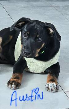 Chihuahua and Mixed Breed Dogs Available for Adoption - Austin | PetCurious