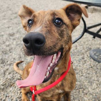 Oscar -  Pit Bull Terrier Dog for Adoption in Fort Wayne, Indiana - Oscar | PetCurious