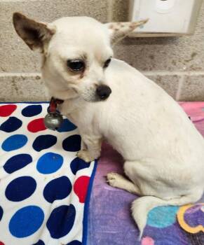 Belle -  Chihuahua Dog for Adoption in Stratham, New Hampshire - Belle | PetCurious