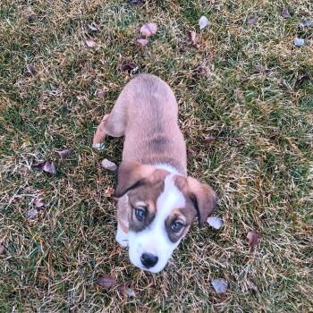 Australian Cattle Dog Blue Heeler and Border Collie Dogs Available for Adoption - Sunday | PetCurious