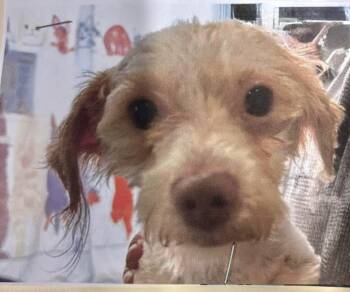 Terrier Dogs Available for Adoption - Tyler | PetCurious