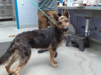 TRIXIE -  German Shepherd Dog and Mixed Breed Dog for Adoption in Albuquerque, New Mexico - TRIXIE | PetCurious