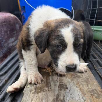 Saint Bernard Dogs Available for Adoption in Marshall, Texas - MPAC-Stray-3344_2_3 | PetCurious