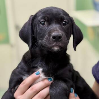 Frederick -  Dachshund Dog for Adoption in Fresno, California - Frederick | PetCurious