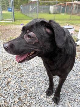 Rosey May -  Labrador Retriever Dog for Adoption in Hampton, Virginia - Rosey May | PetCurious