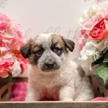 Labrador Retriever and Corgi Dogs Available for Adoption - Cheerio | PetCurious