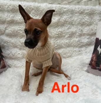 Chihuahua and Mixed Breed Dogs Available for Adoption in Tomball, Texas - Arlo | PetCurious