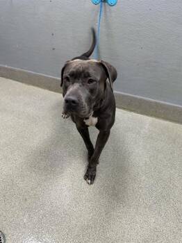 BEAUTIFUL GIRL -  Pit Bull Terrier Dog for Adoption in Las Vegas, Nevada - BEAUTIFUL GIRL | PetCurious