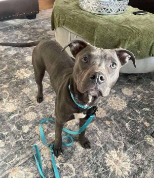 Mixed Breed Dogs Available for Adoption - Audi  | PetCurious